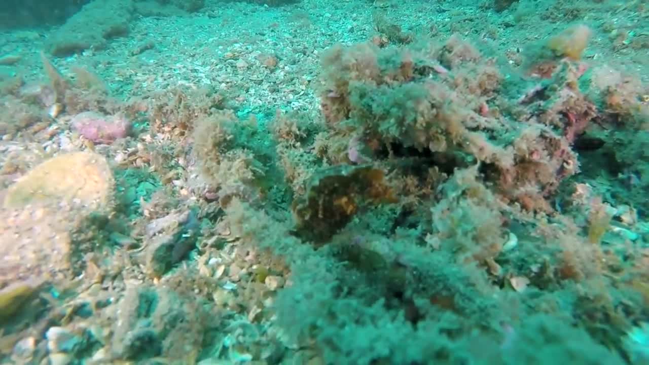 Stunning Videos Capture Moment Sea Horse