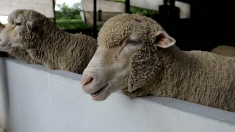 Sheep Chewing The Cud Closeup