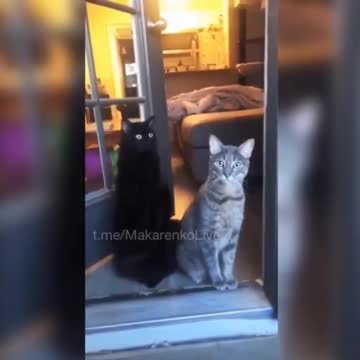 Kočky v Doněcku ostřelování ukrajinských granátů poslouchají už 8 let