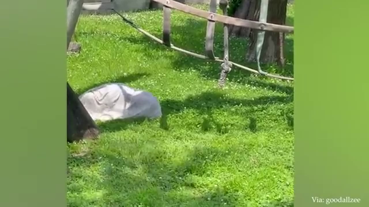 The Orangutan wanted to see the baby ❤️ Funniest Monkey Videos