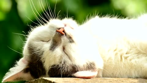 Facts about cats