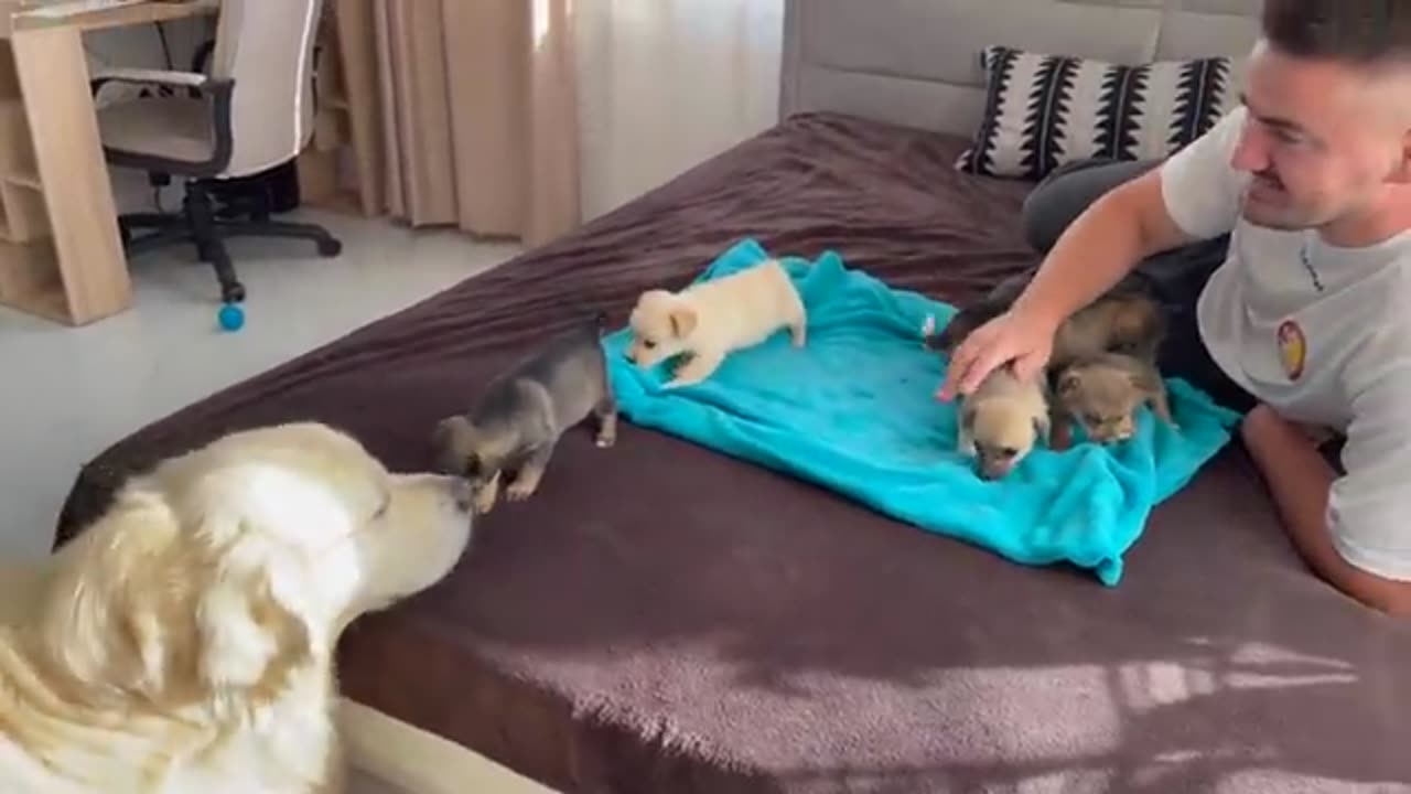 Golden Retriever Meets Puppies for the First Time