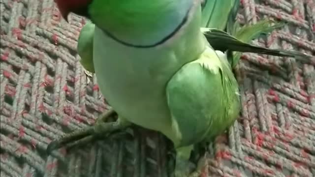 Talking parrot ❤️ | parrot cute video 🥰