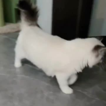 Cute Cats video and Fanny Cat Video