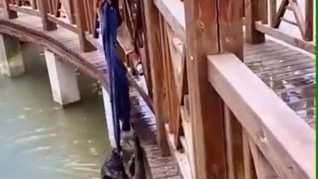 Saved a dog from crocodiles.😱😱😱