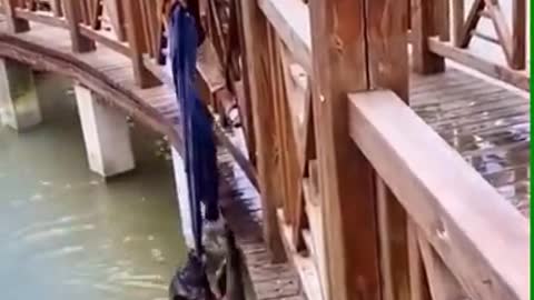 Saved a dog from crocodiles.😱😱😱