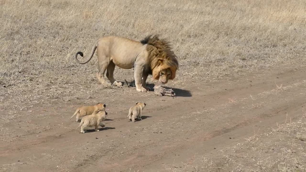 Lion dad tries to ditch his kids (LONGER)