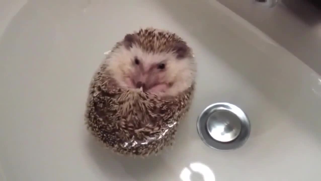 FUNNY AMAZING ANIMALS YOU WANT