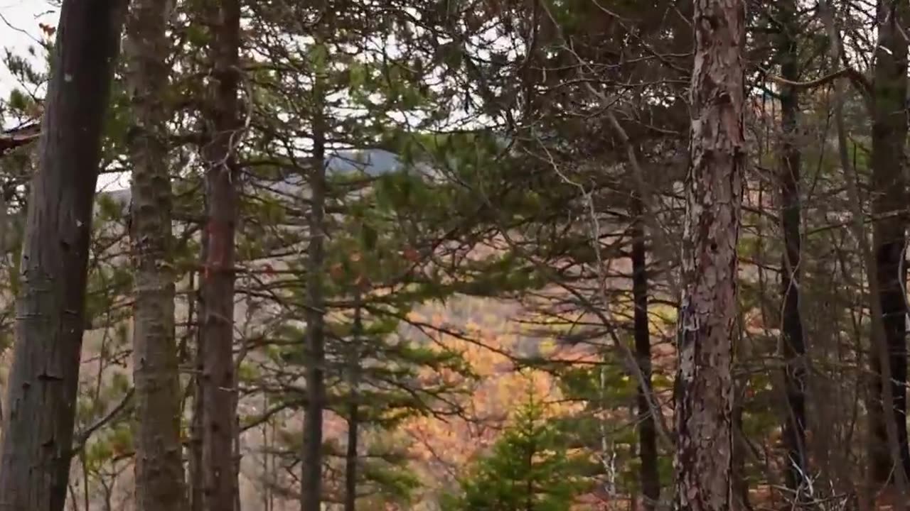 Forest Bathing in 60 Seconds