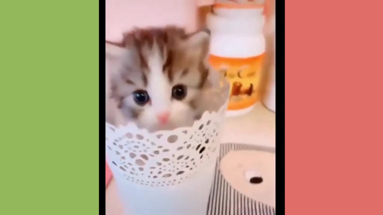 Funny animal video #4