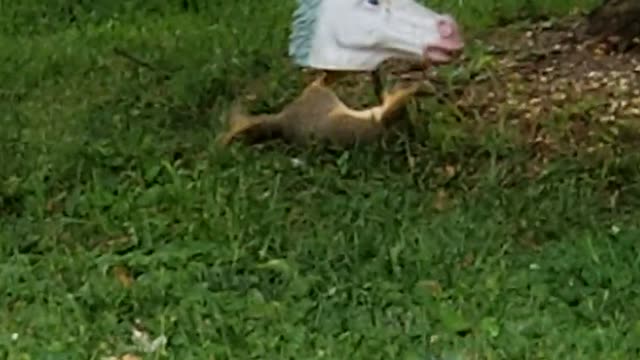 Squirrel Plays With Unicorn Shaped Feeder