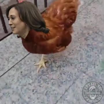 Chicken-mala Harris 😂🤣🤣🤣