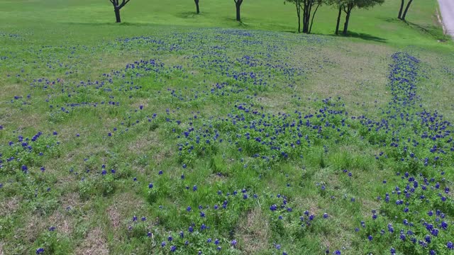 Drone flight over field of Bluebonnets in Ennis Texas.