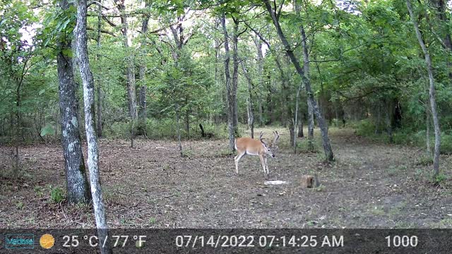 Trail cam