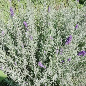 I still have lavender!!