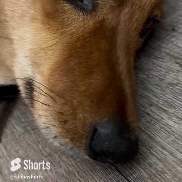 Shibas are so funny. Watch his eyes