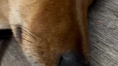 Shibas are so funny. Watch his eyes