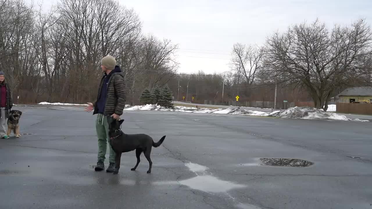 Dog training videos for beginners | New dog owner training - Where to start dog training!