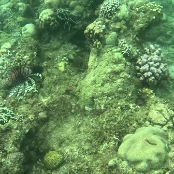 Snorkeling Adventures Philippines, Lion Fish from a recent snorkeling trip. So beautiful