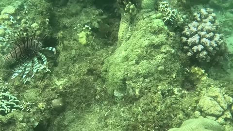 Snorkeling Adventures Philippines, Lion Fish from a recent snorkeling trip. So beautiful