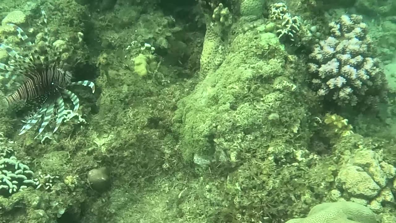 Snorkeling Adventures Philippines, Lion Fish from a recent snorkeling trip. So beautiful