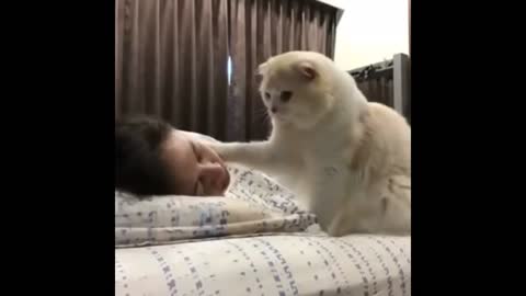 The cat wakes the sleeping master