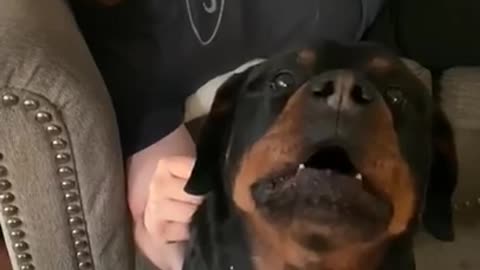 Rottweiler protects owner - Rottweilers are the best