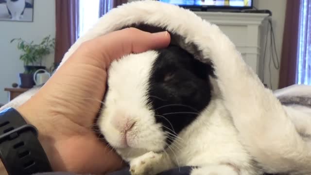 Rabbit learns he is adopted MUST WATCH
