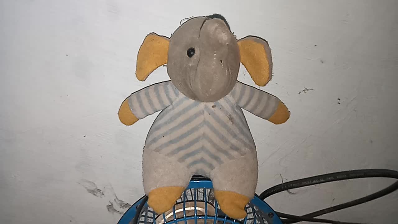 Elephant is sitting on a fan