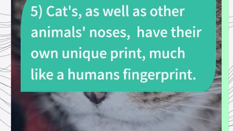 8 Cat Facts You Probablly you Dont Know !!