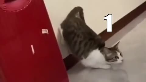 🐱Funny cats🐱