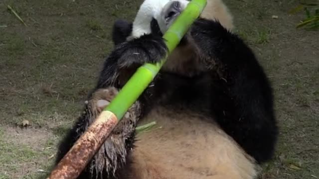 Pandas that eat bamboo