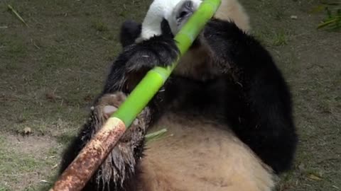 Pandas that eat bamboo