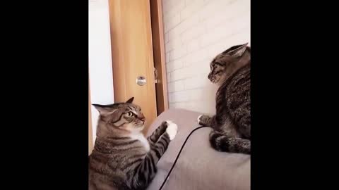 Watch funny pets every day