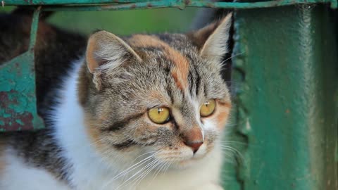 Cat with yellow eyes