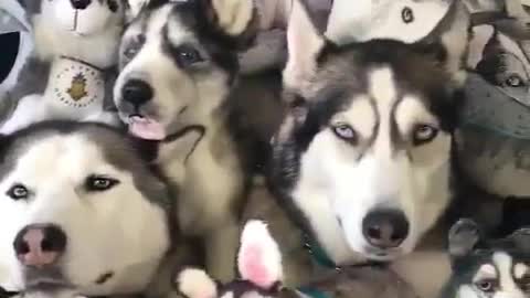 Real dog?