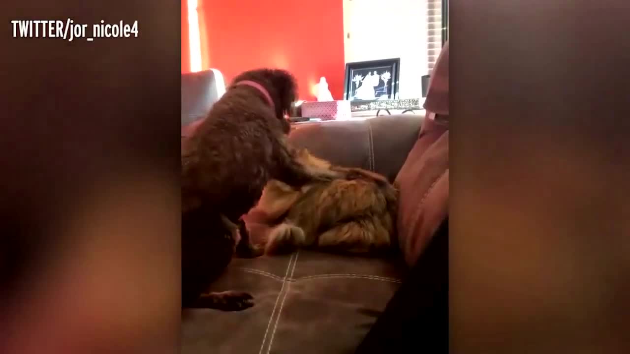 Awesome Friendship - Funny Cat and Dog Vines COMBINATION