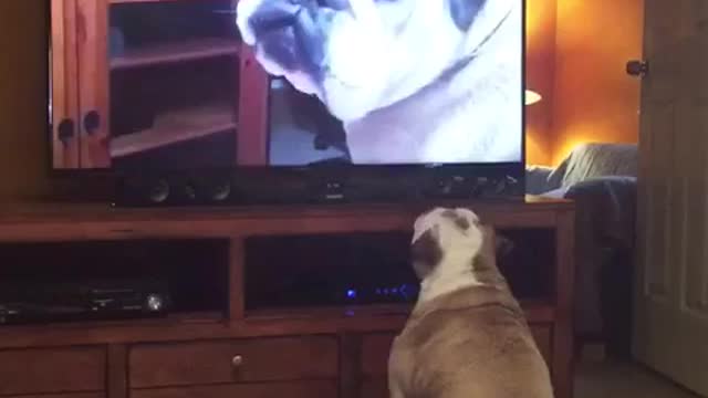 Bulldog Watches Viral Video Of Herself, Her Reaction Left Us Speechless! cute dog 🐕🤗🐶