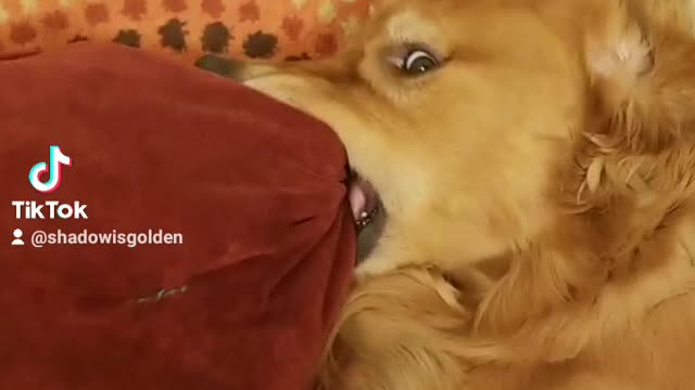 Golden Retriever holds onto a pillow for dear life