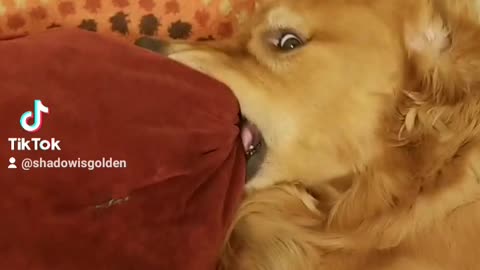 Golden Retriever holds onto a pillow for dear life