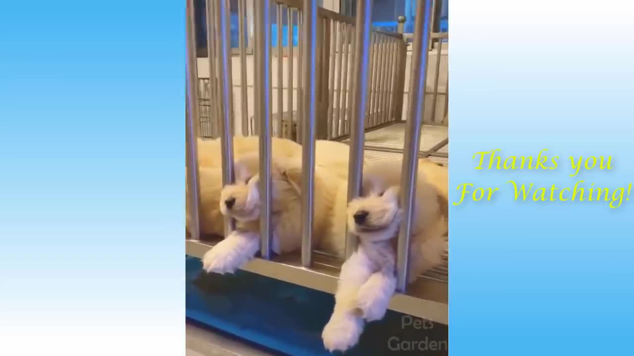 Cute Pets And Funny Animals Compilation #02 đź’— Pets Love đź’—