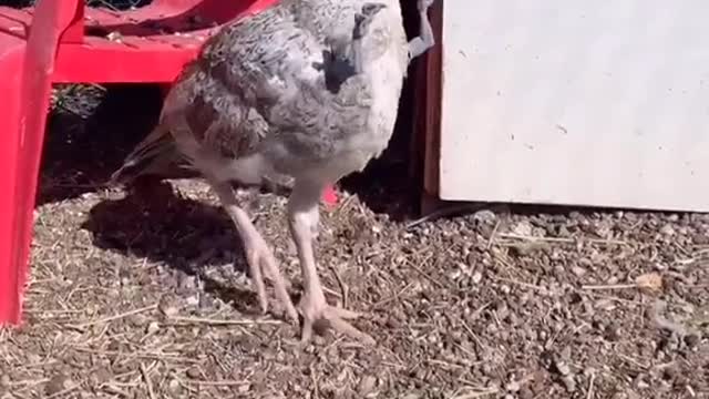 Birds Doing Dino Arms