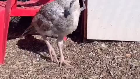 Birds Doing Dino Arms