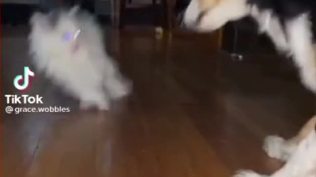 Kitten Got Jump Scared By A Cute Dog😮