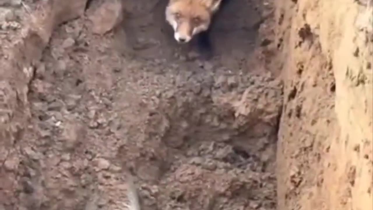 For the elephant the bus is a toy and the wild fox lets us breathe a sigh of relief crazy