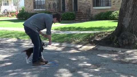 How To Teach your Puppy to Heel