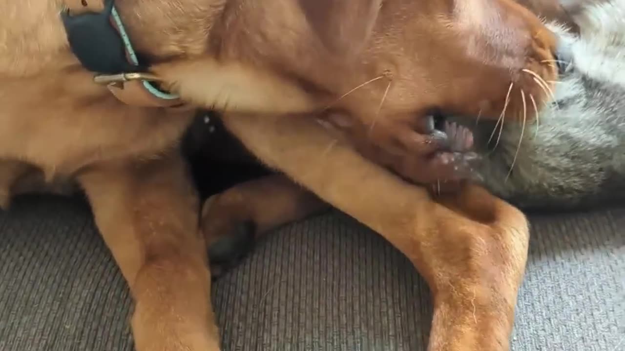 "A Heartwarming Tale of Friendship: Dog Adopts Kitten and Their Unbreakable Bond!" 🐶❤️🐱