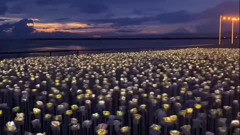 a flower sea