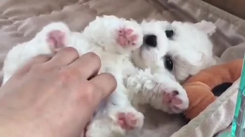 Enjoy the feeling of being touched, belly up