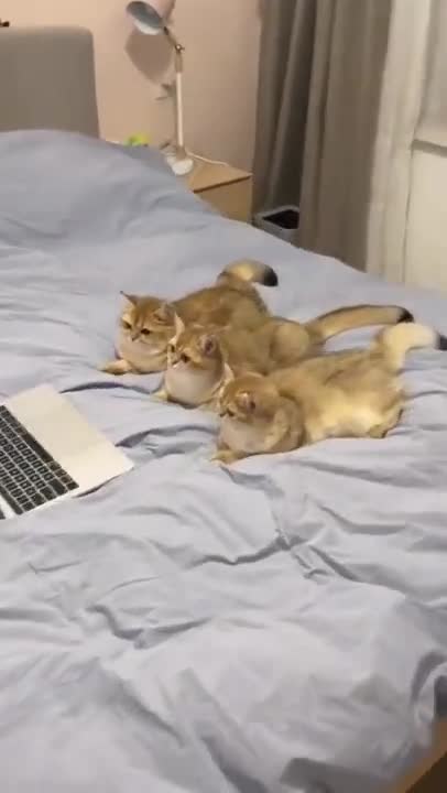 1.Cats and dogs _ cats meowing _ cats funny videos #shorts